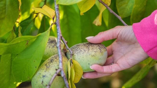 Muďoul trojlaločný neboli indiánský banán můžete pěstovat ve skleníku