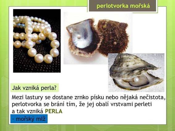 Měkkýši – Mlži – Materiály pro žáky ZŠ
