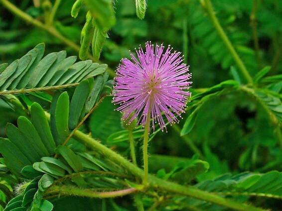 Mimóza | Citlivka stydlivá | Mimosa pudica