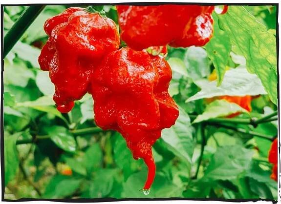 Peppers - Lágrima — UCHU Spice