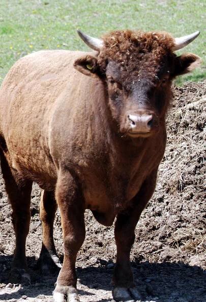 West Wind Ranch Creations - DEXTER CATTLE: Dexters overlooking the "Ranch" 