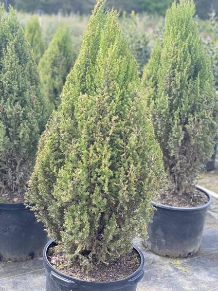 Gallery - RoxAnne's Southern Roots Nursery