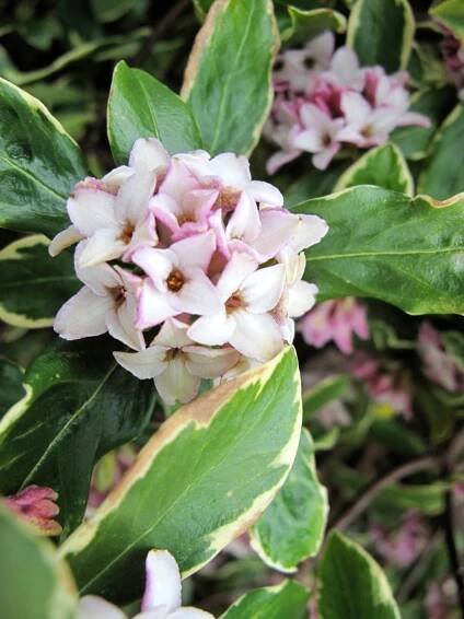 Daphne odora 'Aureomarginata' (Winter daphne)