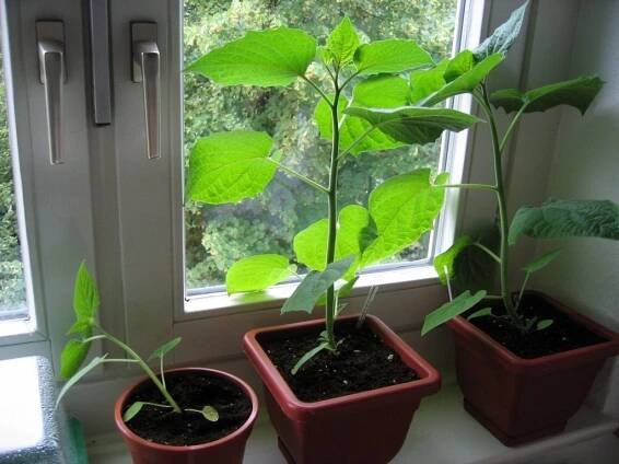 Physalis: pěstování ze semen doma, péče