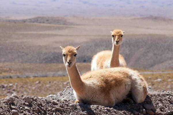 vicuña conservación