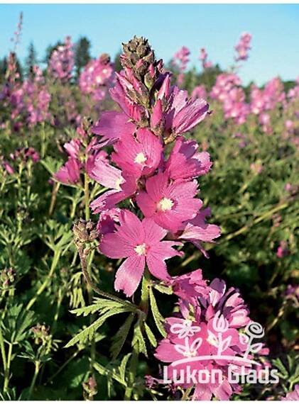 Sidalcea PARTY GIRL