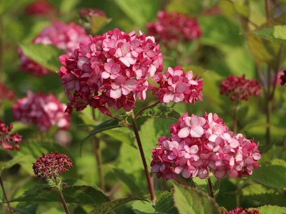 Hortenzie stromečkovitá 'Ruby Annabelle'® - Zahradní centrum 
