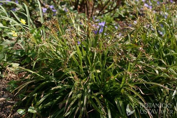 Luzula sylvatica 'Onderbos' - bika lesní | Lukáš Hrdinka | Autoři | iBotky.cz
