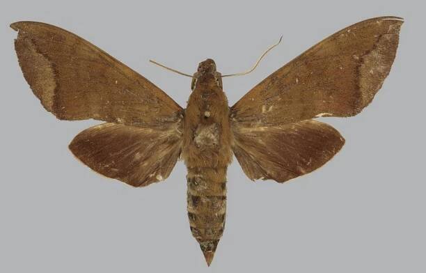 Nephele joiceyi