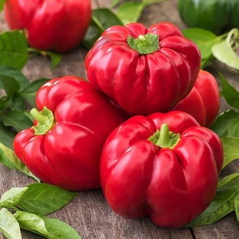 Paprika Sladká Červená Dumas – rajčatový typ – semena papriky zeleniny