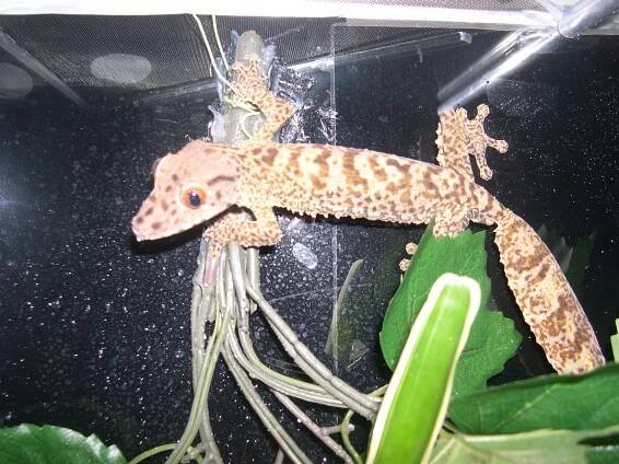 Uroplatus