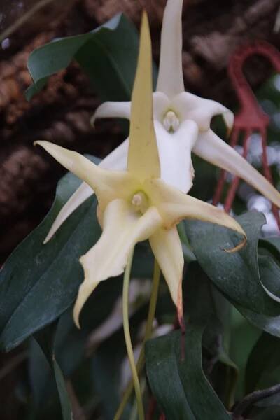Orchideje 2010