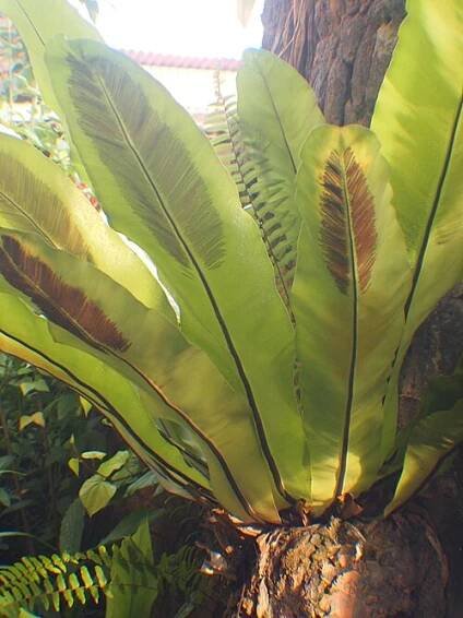Asplenium nidus - Wikipedia