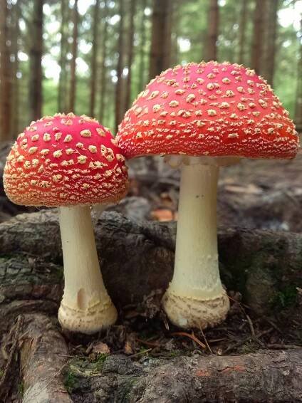 Obrázek - Amanita muscaria var. muscaria (muchomůrka červená) | BioLib.cz