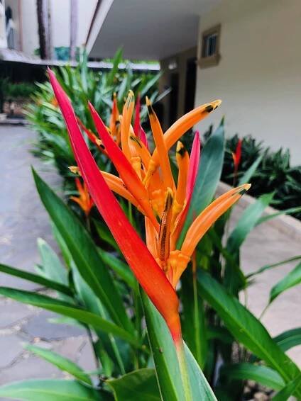 Flowers: Parador Resort Costa Rica
