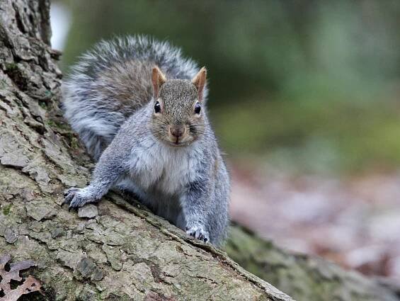 Gray squirrel