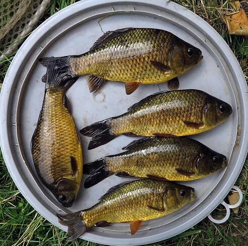 Karasi obecní vysazení do požární nádrže | Karas obecný