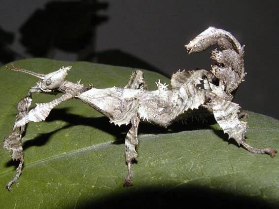 Extatosoma tiaratum tiaratum (PSG9)