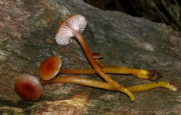 Soubor:2009-06-06 Hygrocybe laeta 2 21847.jpg