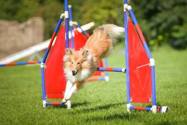 Agility-Galerie-Annie - Štěstí ze severu Annie Rose Štěstí ze severu