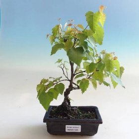 Venkovní bonsai - Betula verrucosa - Bříza bělokorá - e-Bonsai