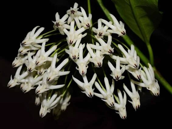 Hoya multiflora white - rooted cutting