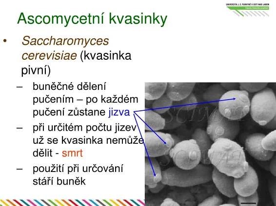 PPT - Houby PowerPoint Presentation, free download - ID:3597581