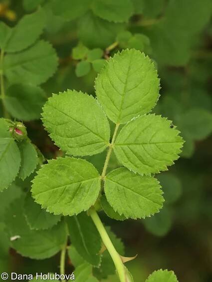 Rosa rubiginosa agg. – okruh růže vinné