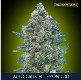 Auto Critical Lemon CBD 1 u fem Advanced Seeds
