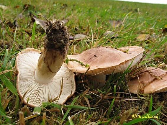 Čirůvka topolová - (Tricholoma populinum) - Kudluv fotoatlas hub