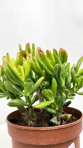 Crassula Gollum, sukulent s trubkovitými listy, pokojová rostlina EAN (GTIN) 8720496914804
