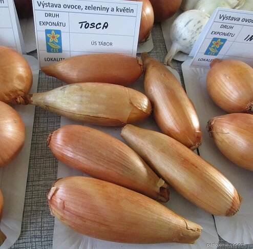 Cibule kuchyňská Tosca (Allium cepa)