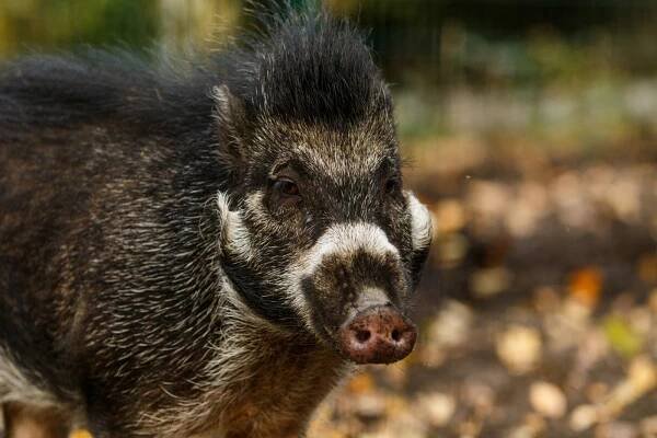 I prasata mají "své dny". Národní den vepřů připomíná i Zoo Ostrava