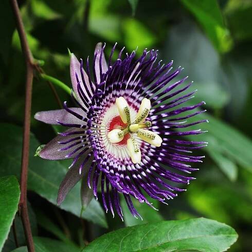 Mučenka maliformis – Passiflora maliformis – osivo mučenky