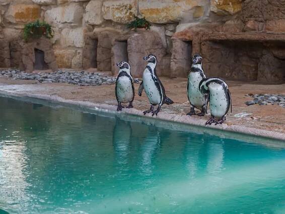 Activities & Attractions – Kings Holiday Apartments