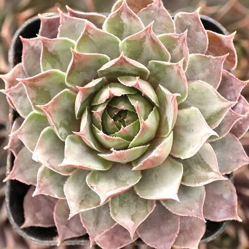 Sempervivum tectorum 'Aureum' - December