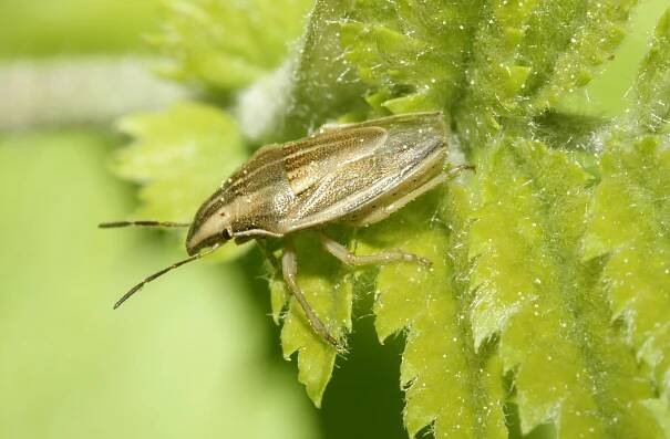 Obrázek - Aelia acuminata (kněžice kuželovitá) | BioLib.cz