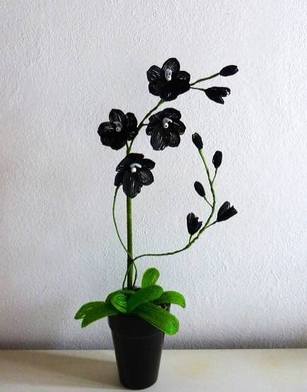 Orchidej černá s bílým středem - 4 květy