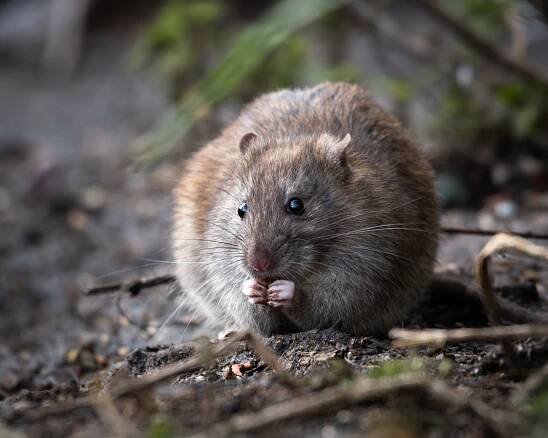 Rat