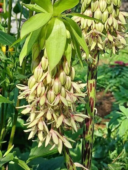 Chocholatice dvoubarvá (Eucomis bicolor)