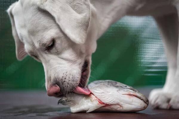mladé hladové štěně psa bílého labradorského retrívra voní a jí rybu head_manushot_shutterstock