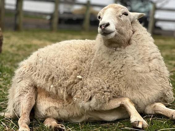 Meet The Animals Sheep | Barn Sanctuary