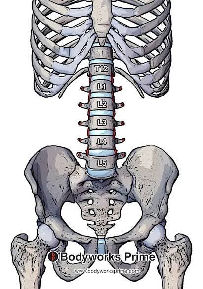 psoas major origin