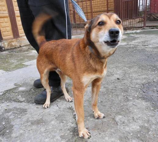 Psi k adopci z útulků, azylů a neziskových organizací