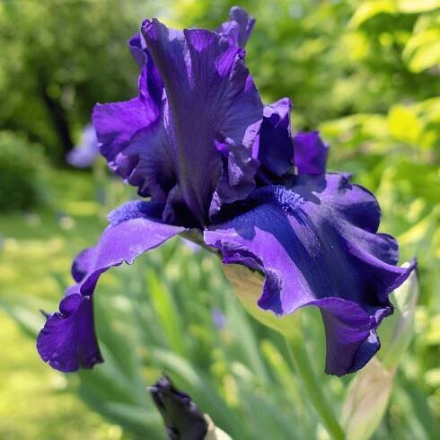 Macro Closeup of Blue Bearded Iris Iris Barbata
