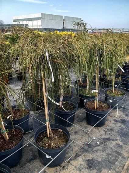 Thuja plicata - Živočišník obrovský WHIPCORD - očkovaný na kmeni Latinský název ostatní