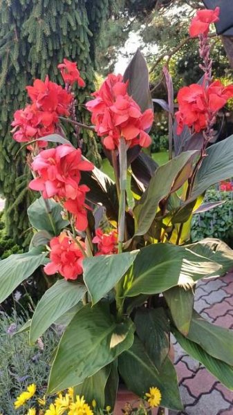 Canna indica, Kana indická - teplomilná rastlina