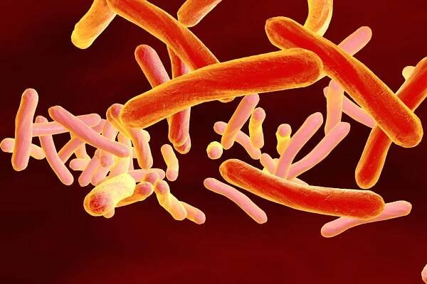 Mycobacterium tuberkulóza — Stock obrázek