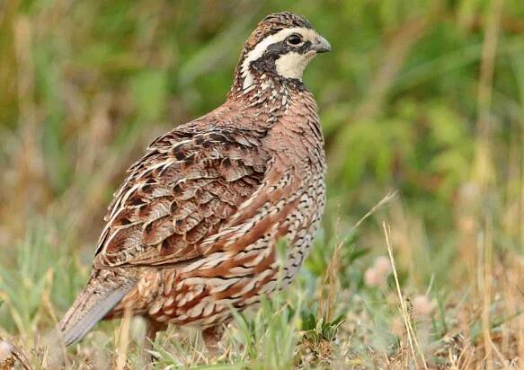 18 Georgia Giant Bobwhite Quail Facts