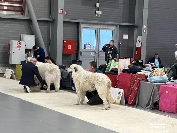 PRAGUE EXPO DOG PRAHA TRIO CACIB – 1.12. 2024 - BABYLON BOHEMIA